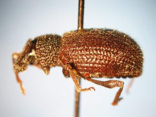 SAG : Servicio Agrícola y Ganadero de Chile : Archivo Entomológico