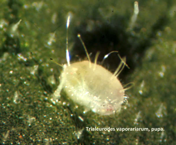 Presione para Ampliar Imagen