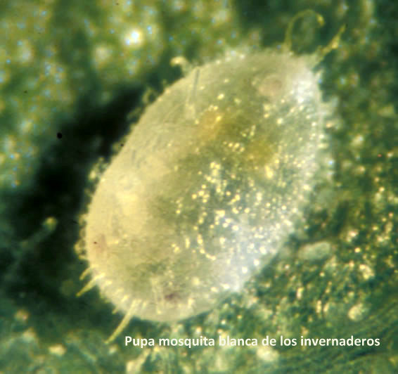 Presione para Ampliar Imagen