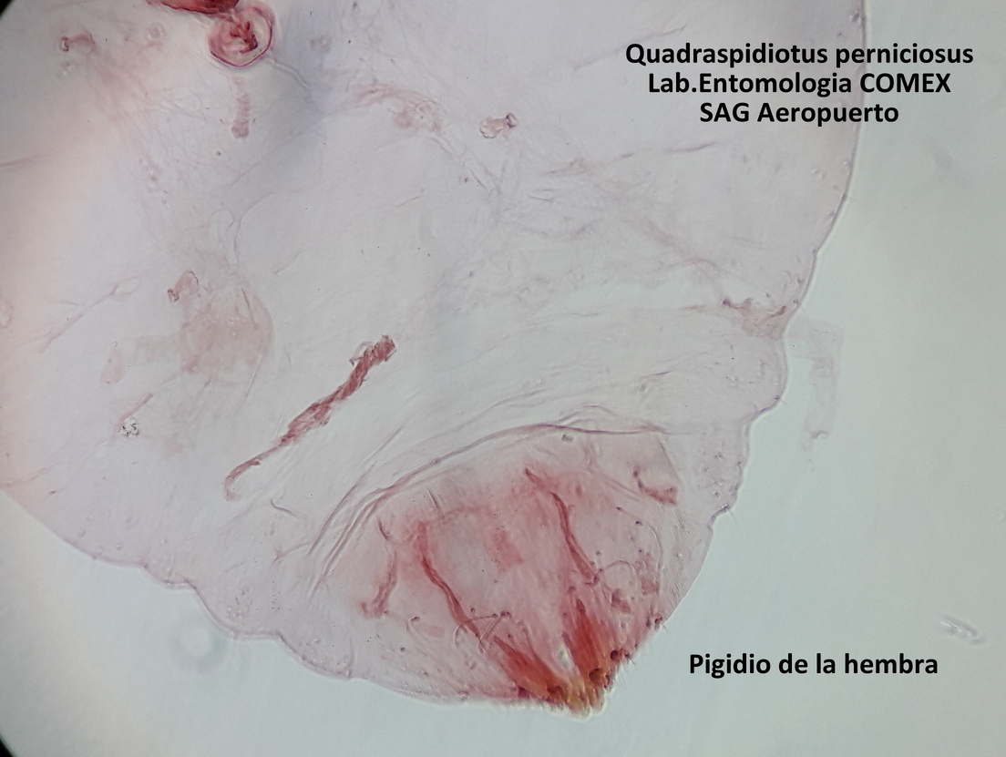 Presione para Ampliar Imagen