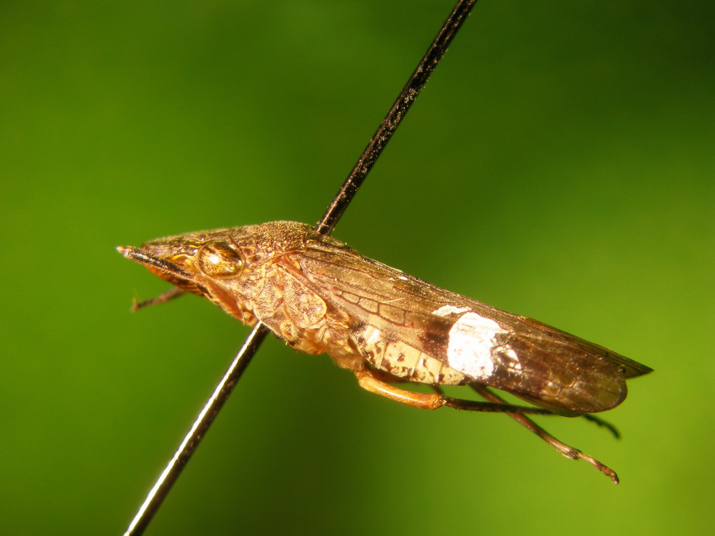 SAG : Servicio Agrícola y Ganadero de Chile : Archivo Entomológico
