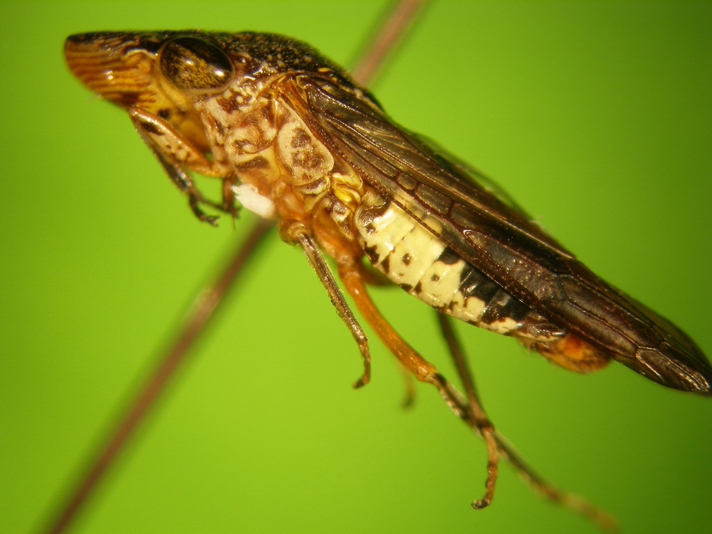 SAG : Servicio Agrícola y Ganadero de Chile : Archivo Entomológico